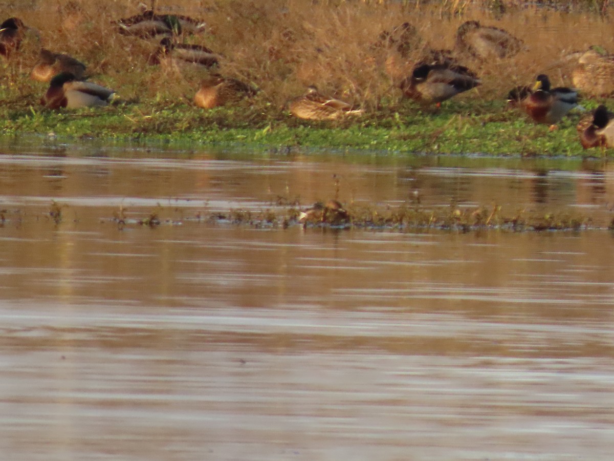 Pied-billed Grebe - ML647008256