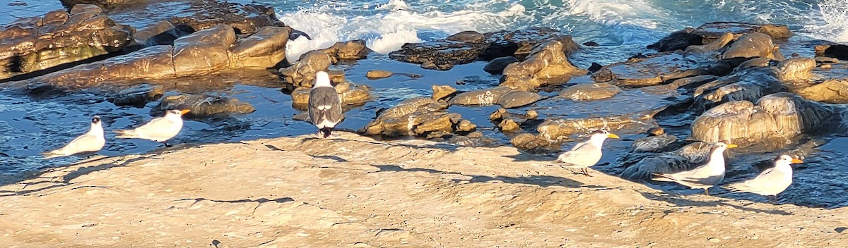 Txenada handi amerikarra - ML647008261