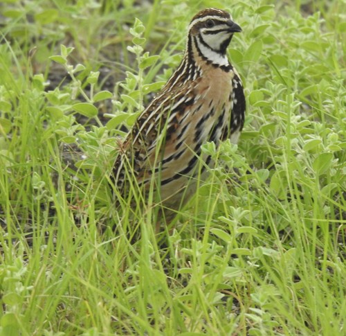 Rain Quail - ML647008266