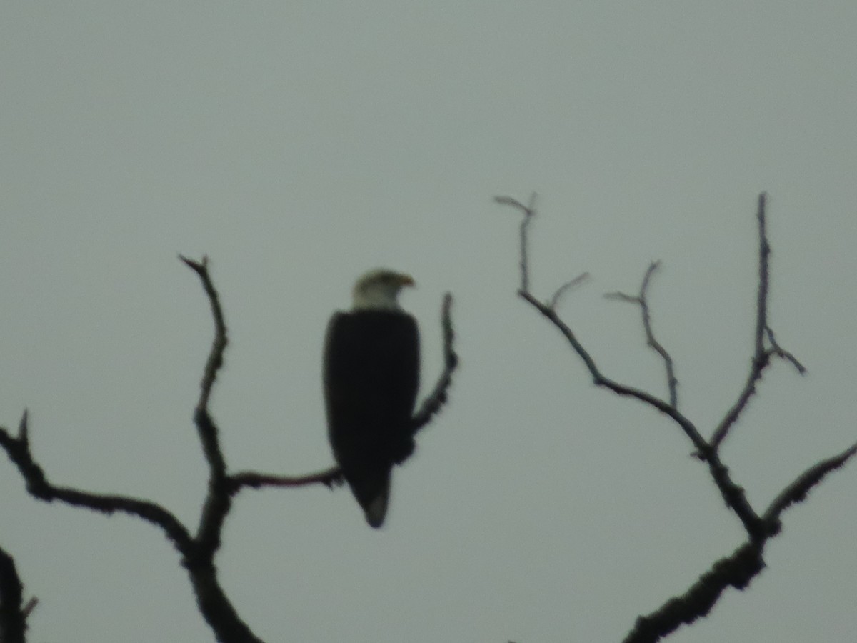 Bald Eagle - ML647008268