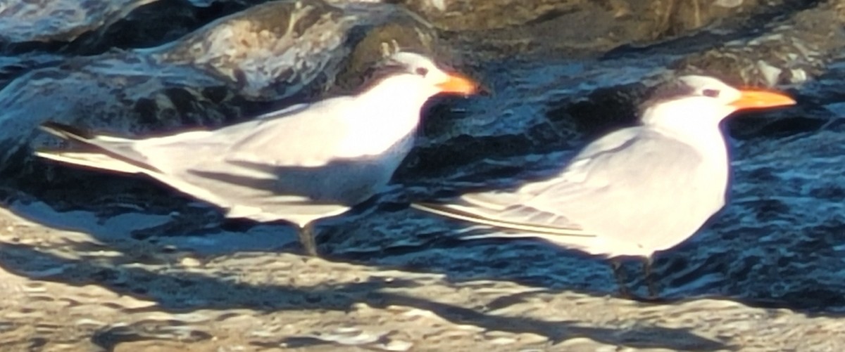 Txenada handi amerikarra - ML647008270