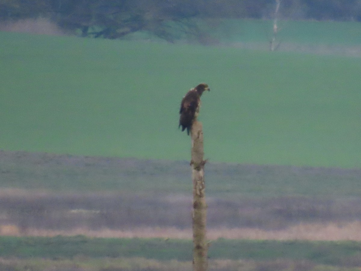 Bald Eagle - ML647008271