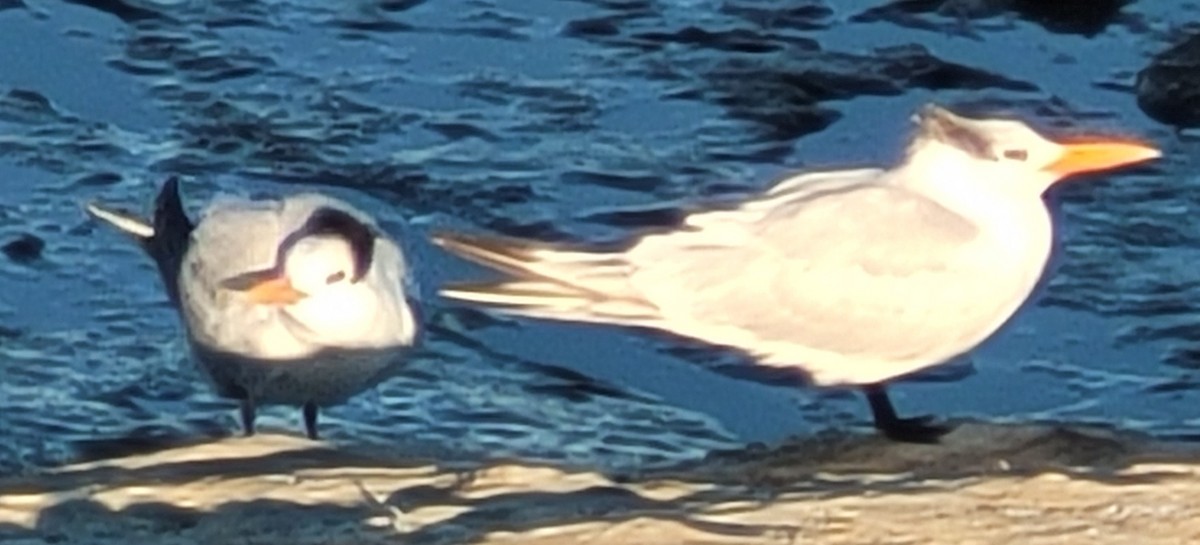 Txenada handi amerikarra - ML647008274