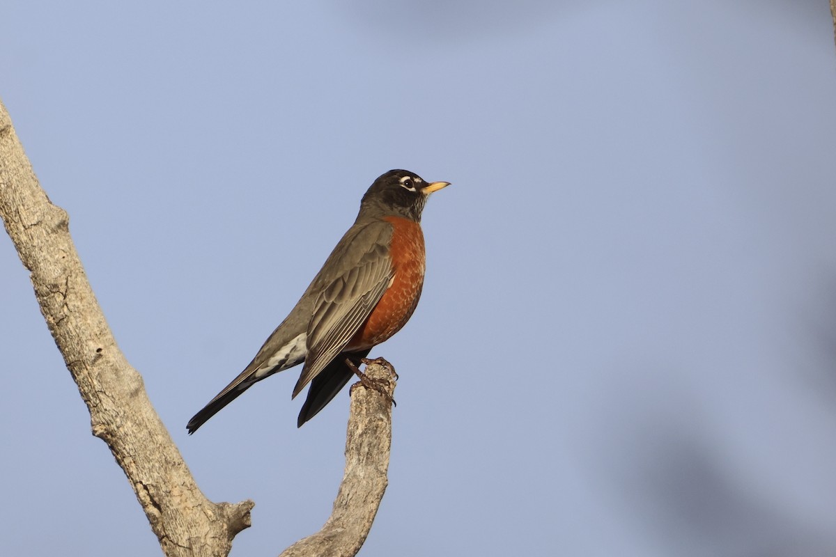 American Robin - ML647008276