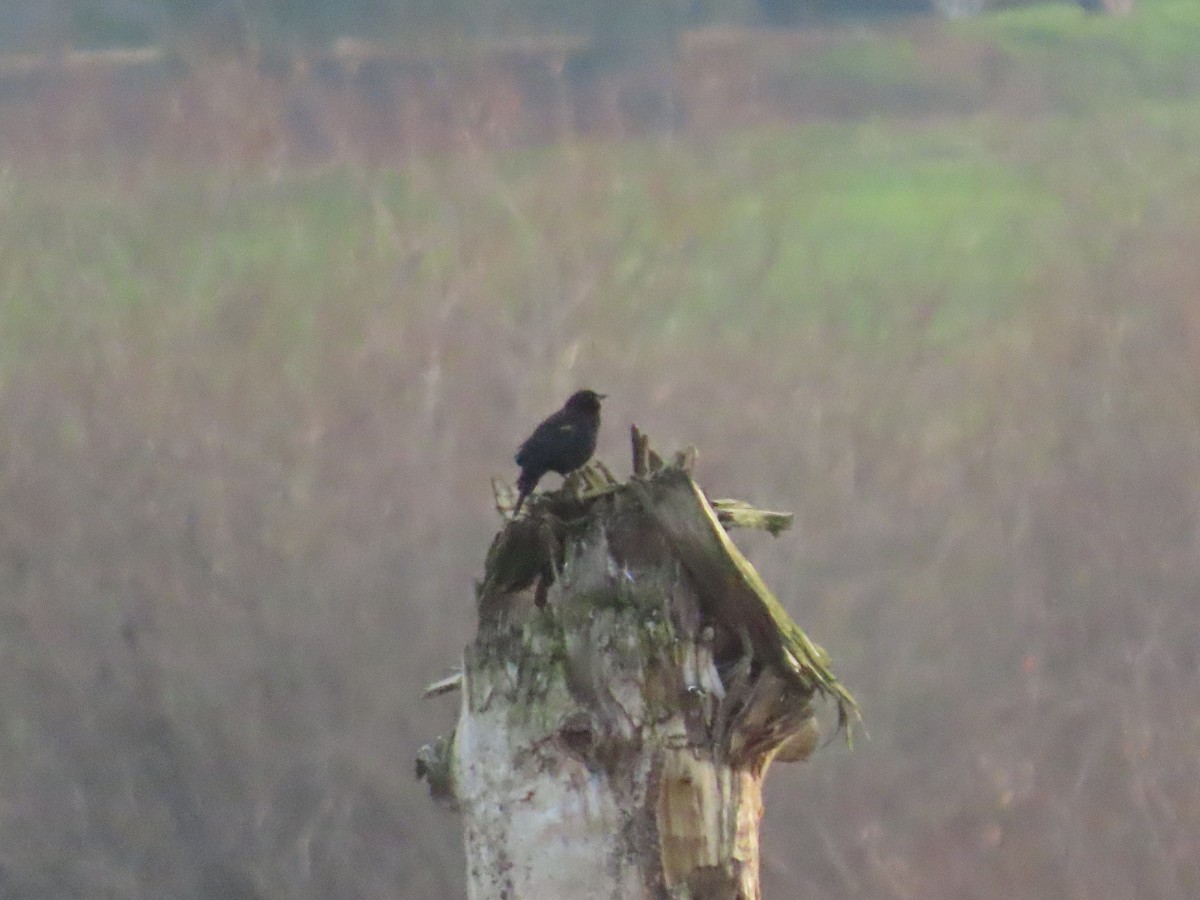 Red-winged Blackbird - ML647008278