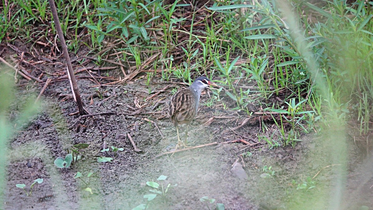 Râle cendré - ML647008280