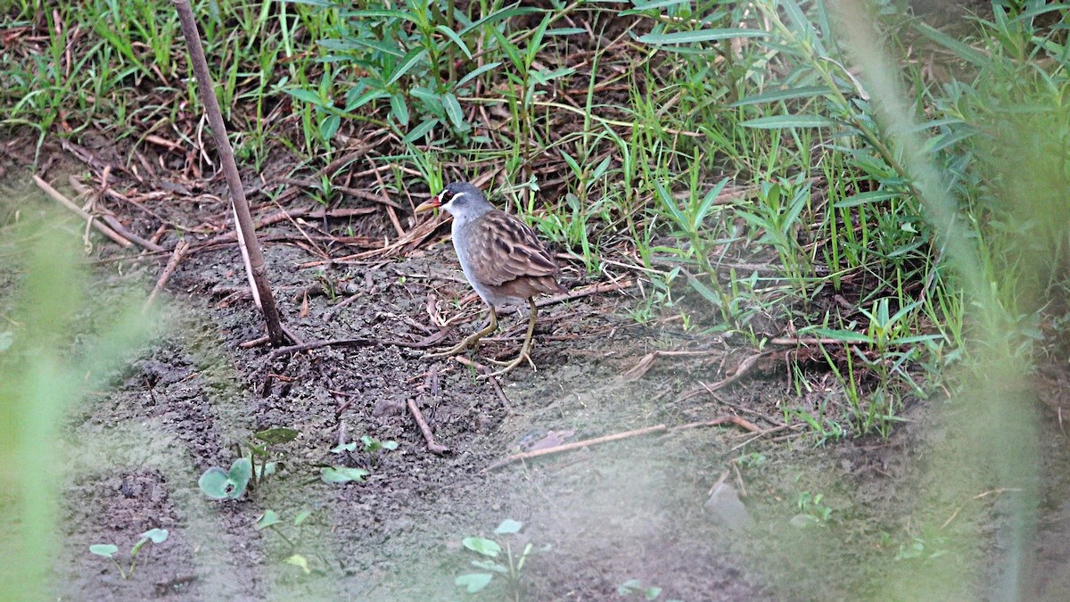 Râle cendré - ML647008281