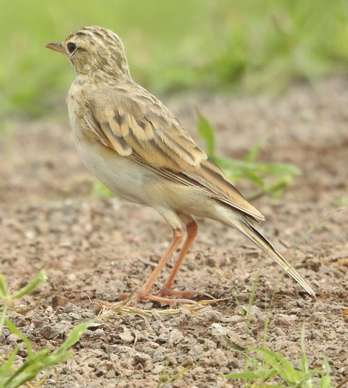 Щеврик іржастий - ML647008287