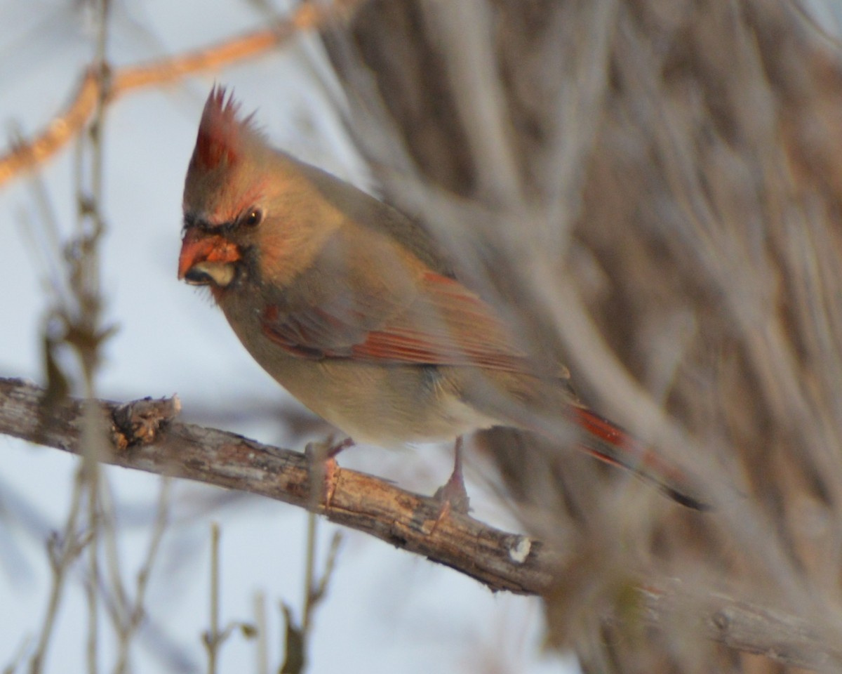 Cardinal rouge - ML647008288