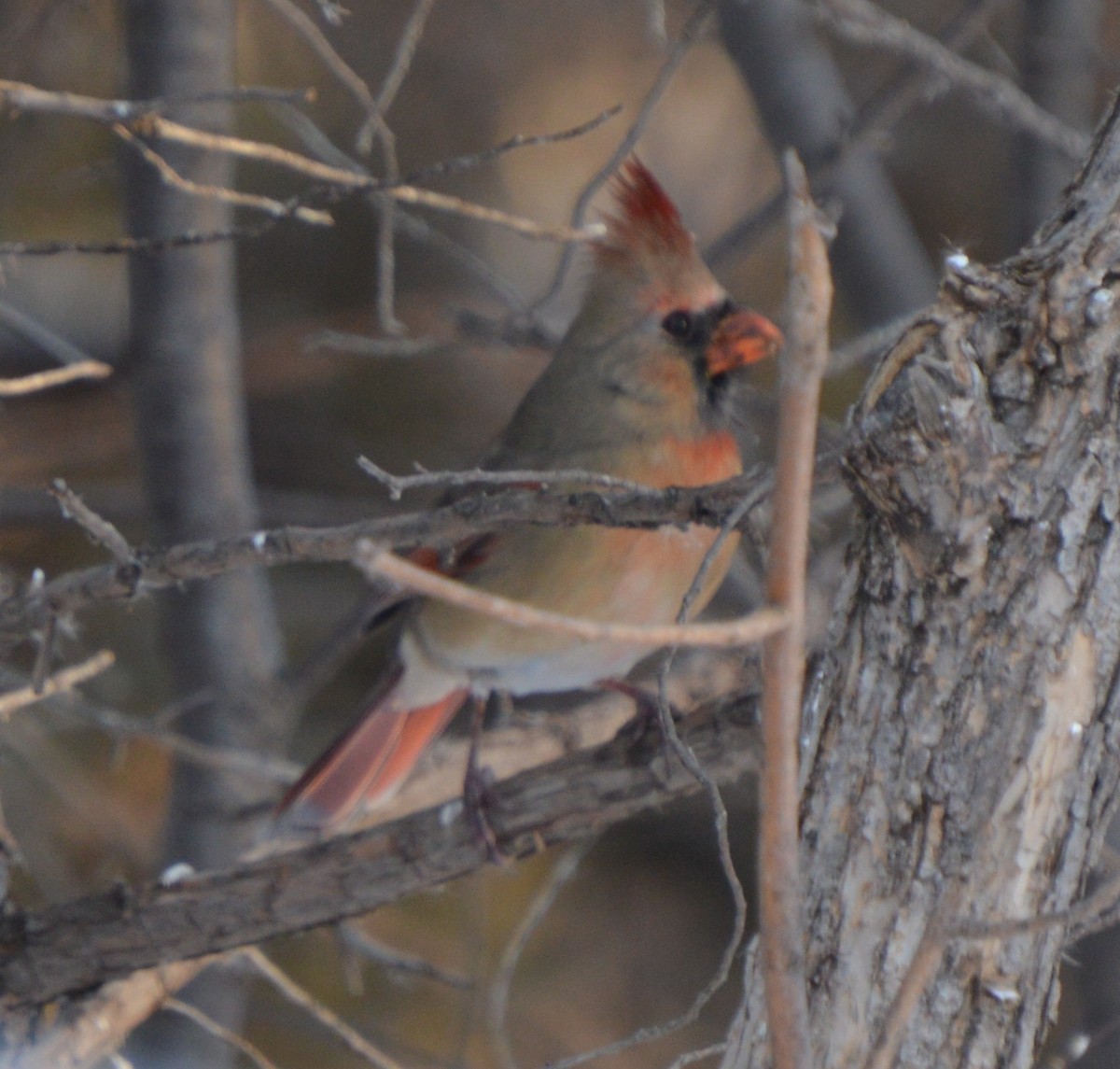 Cardinal rouge - ML647008289