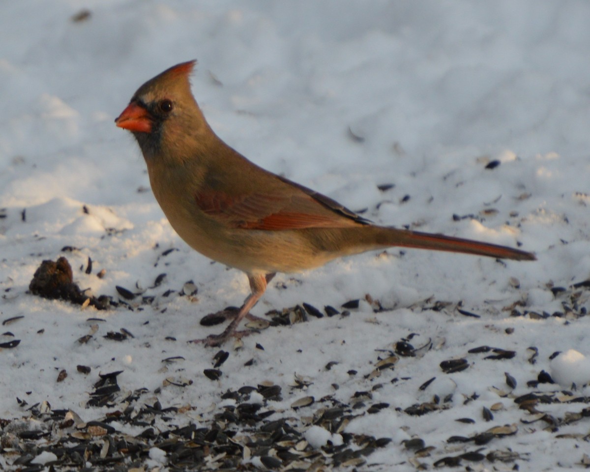 Cardinal rouge - ML647008290