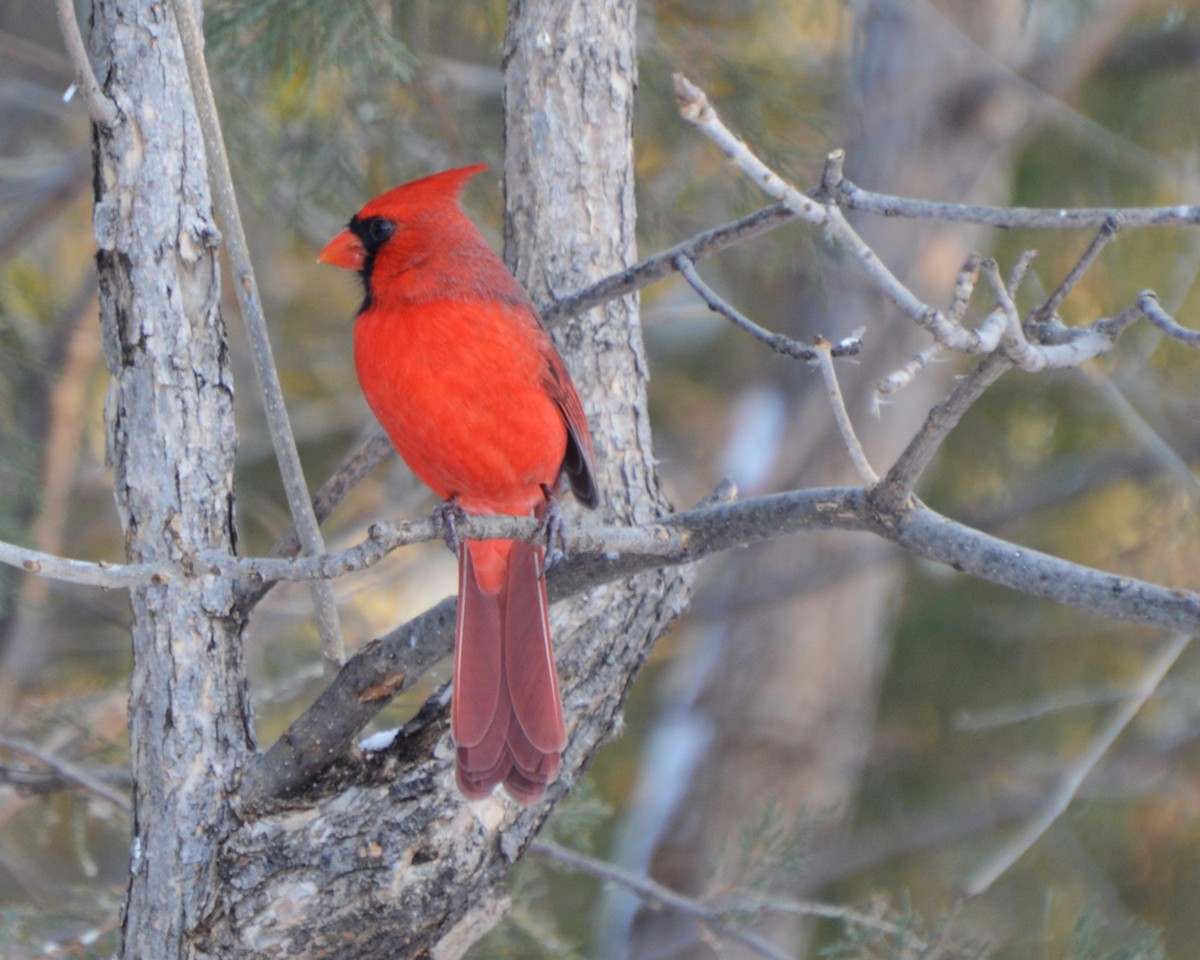 Cardinal rouge - ML647008291