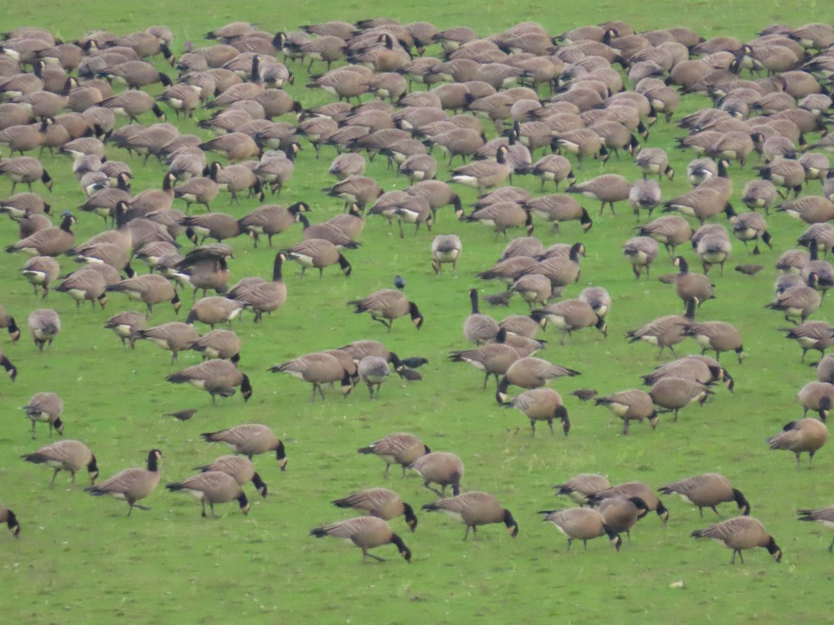 Brewer's Blackbird - ML647008292