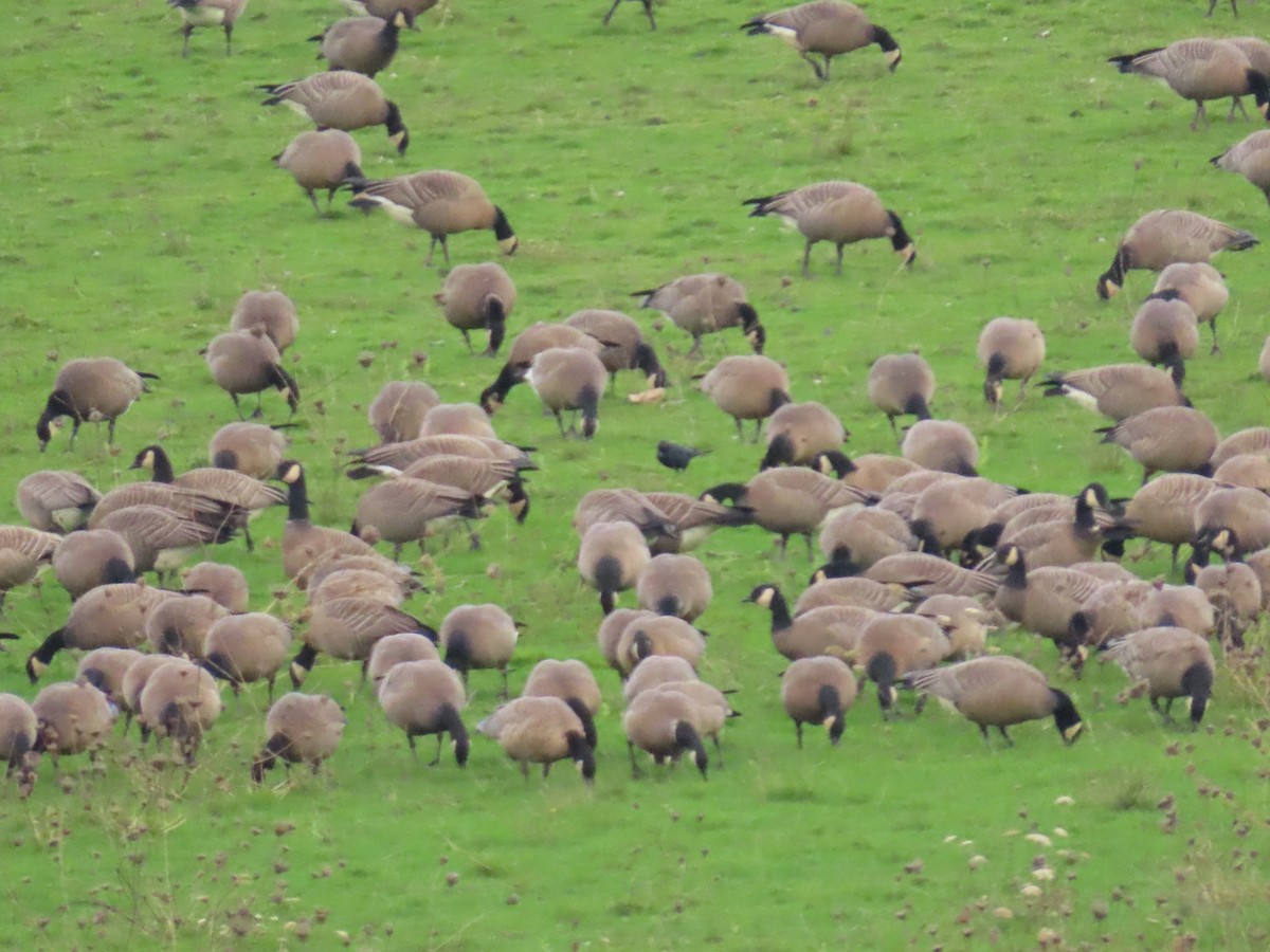 Brewer's Blackbird - ML647008293
