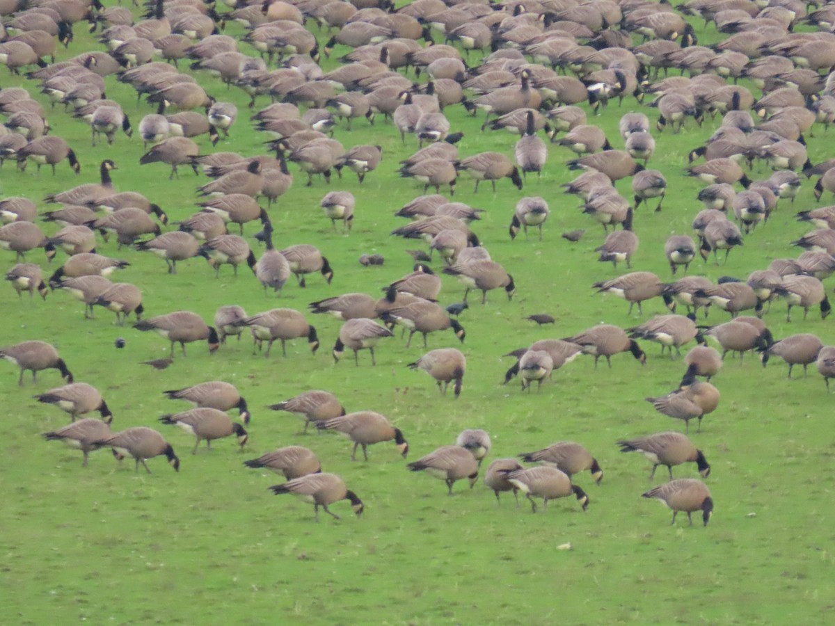 Brewer's Blackbird - ML647008294