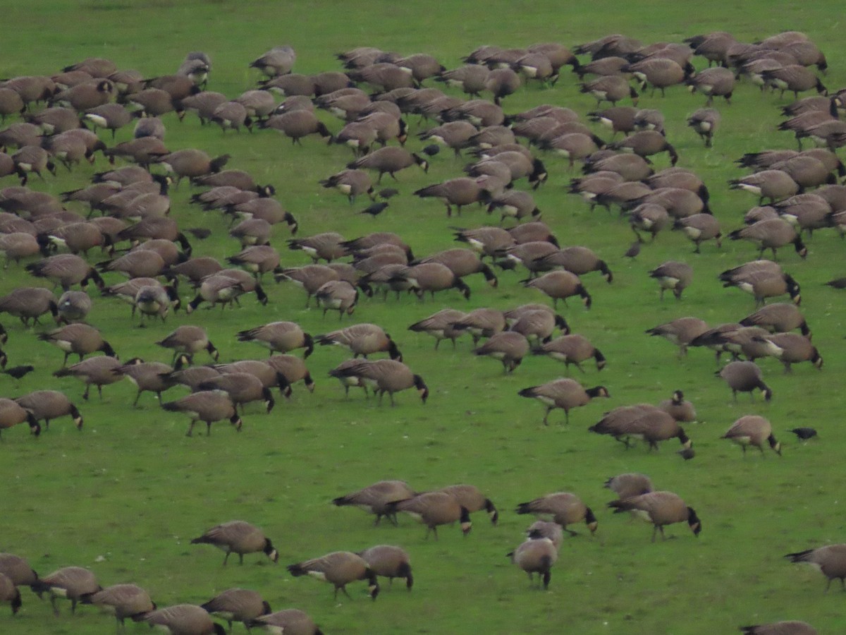 Brewer's Blackbird - ML647008295