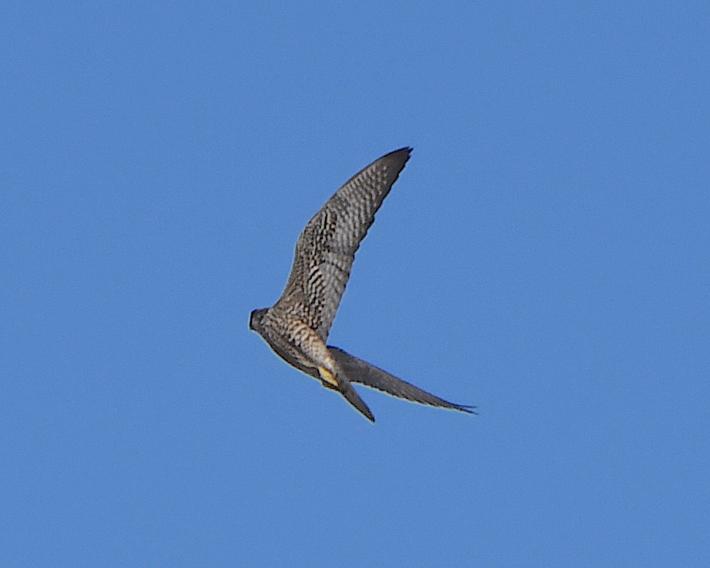 sokol stěhovavý - ML647008307