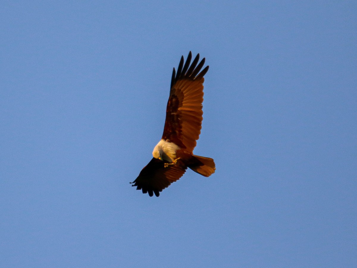 Brahman Çaylağı - ML647008311