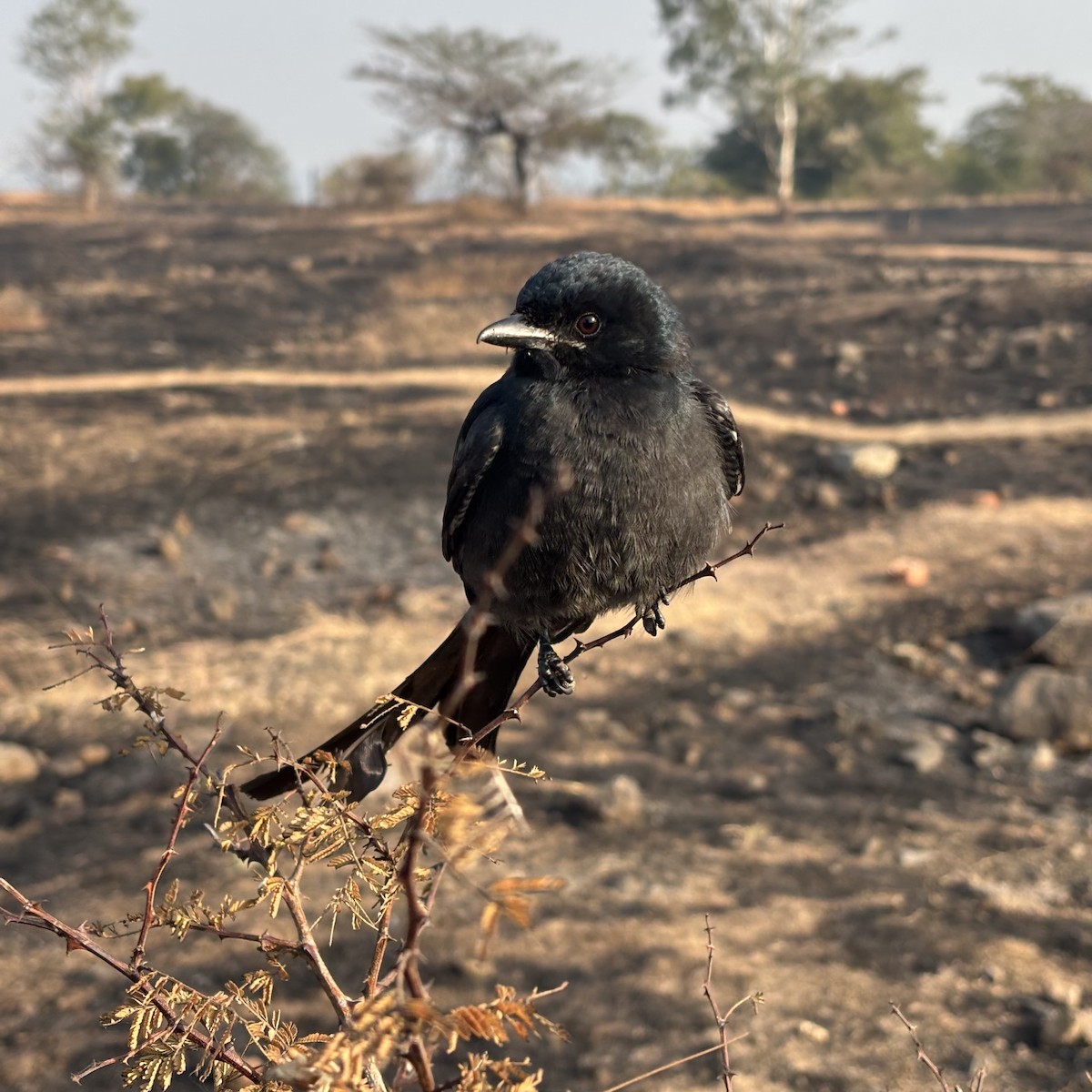 Black Drongo - ML647008314
