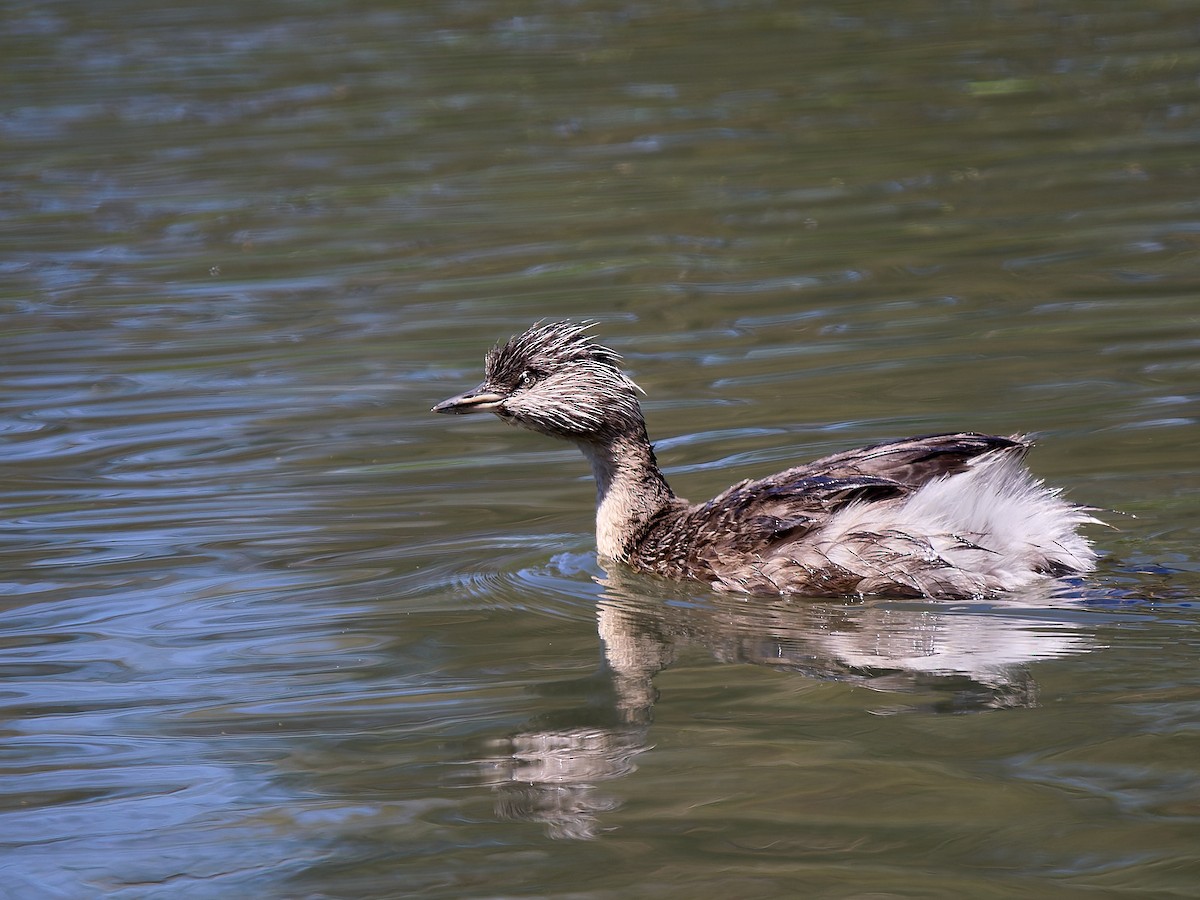 Hoary-headed Grebe - ML647008322