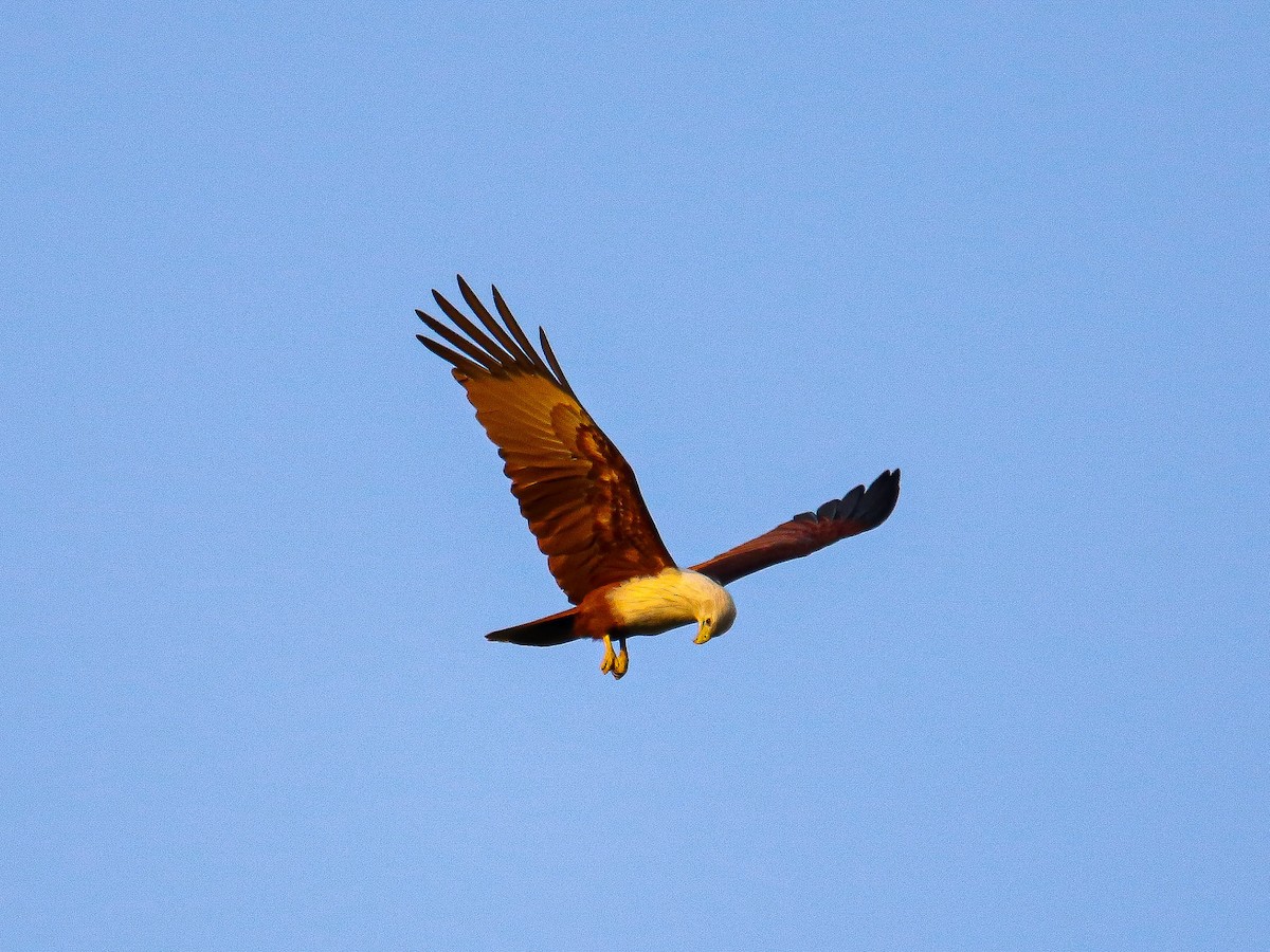 Brahman Çaylağı - ML647008325