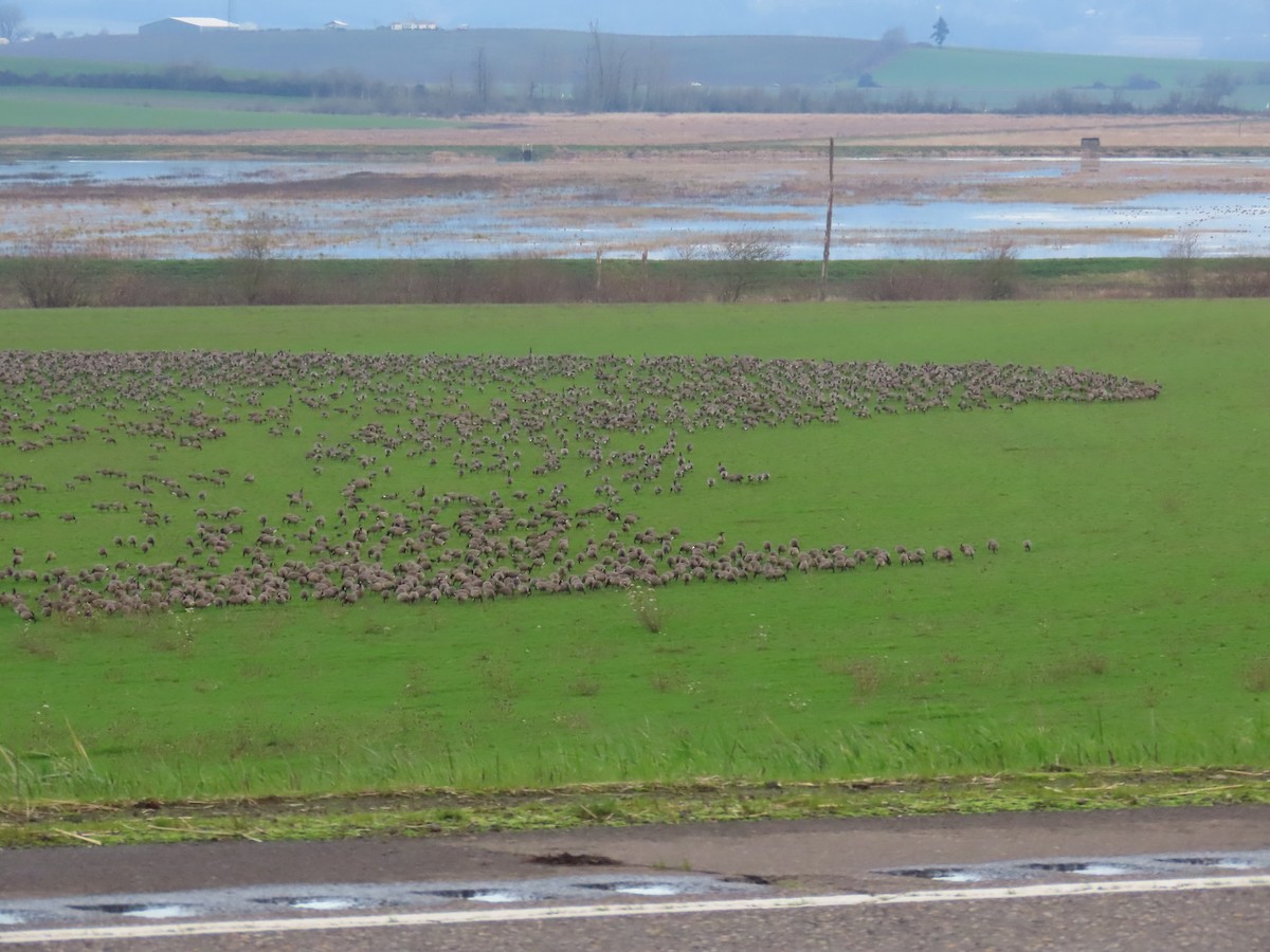 berneška malá - ML647008332