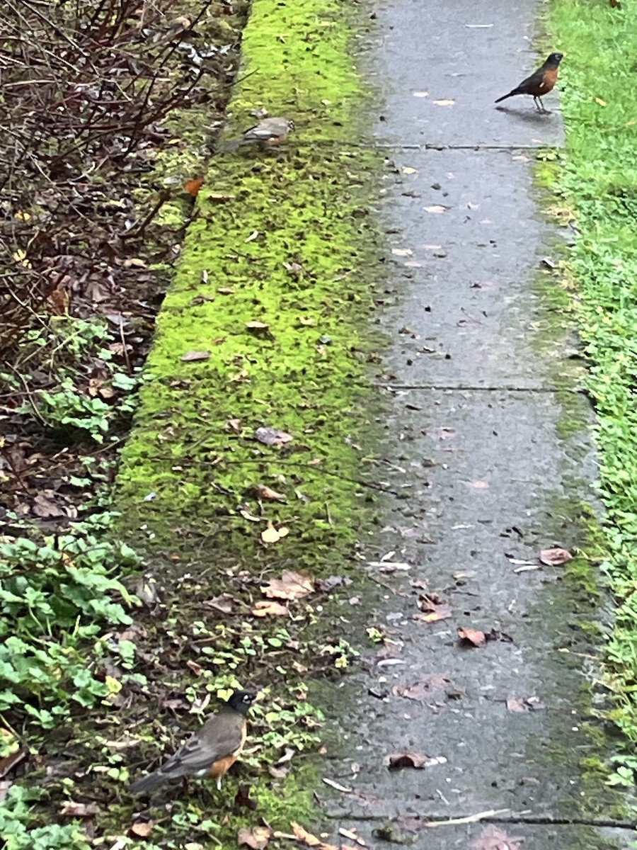 American Robin - ML647008342