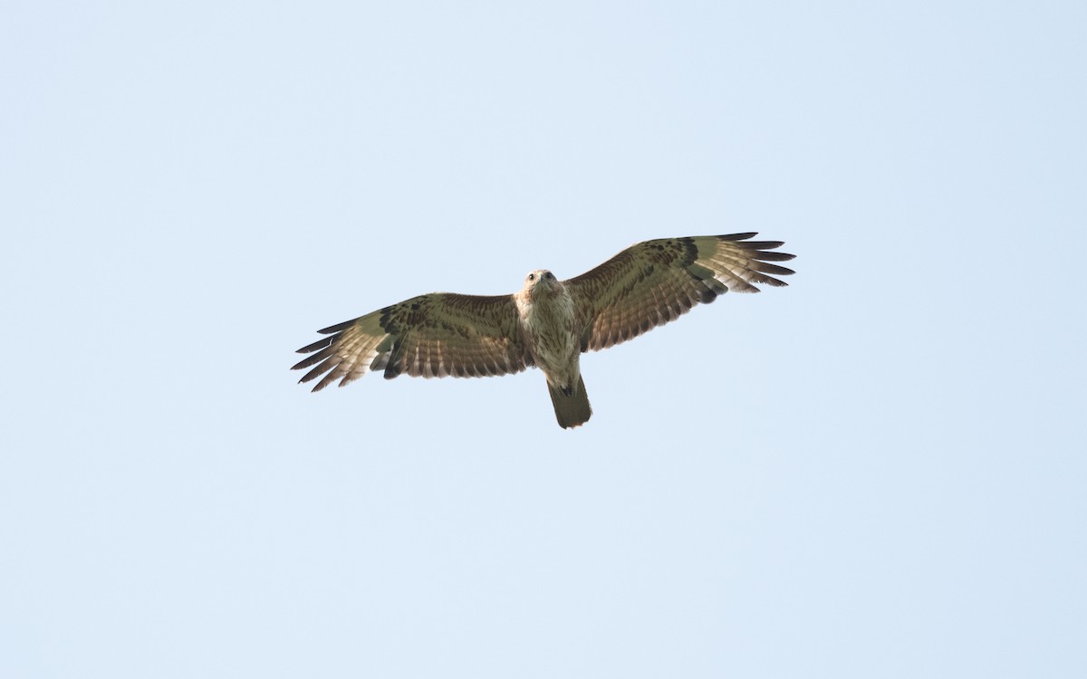 Buse variable - ML647008346