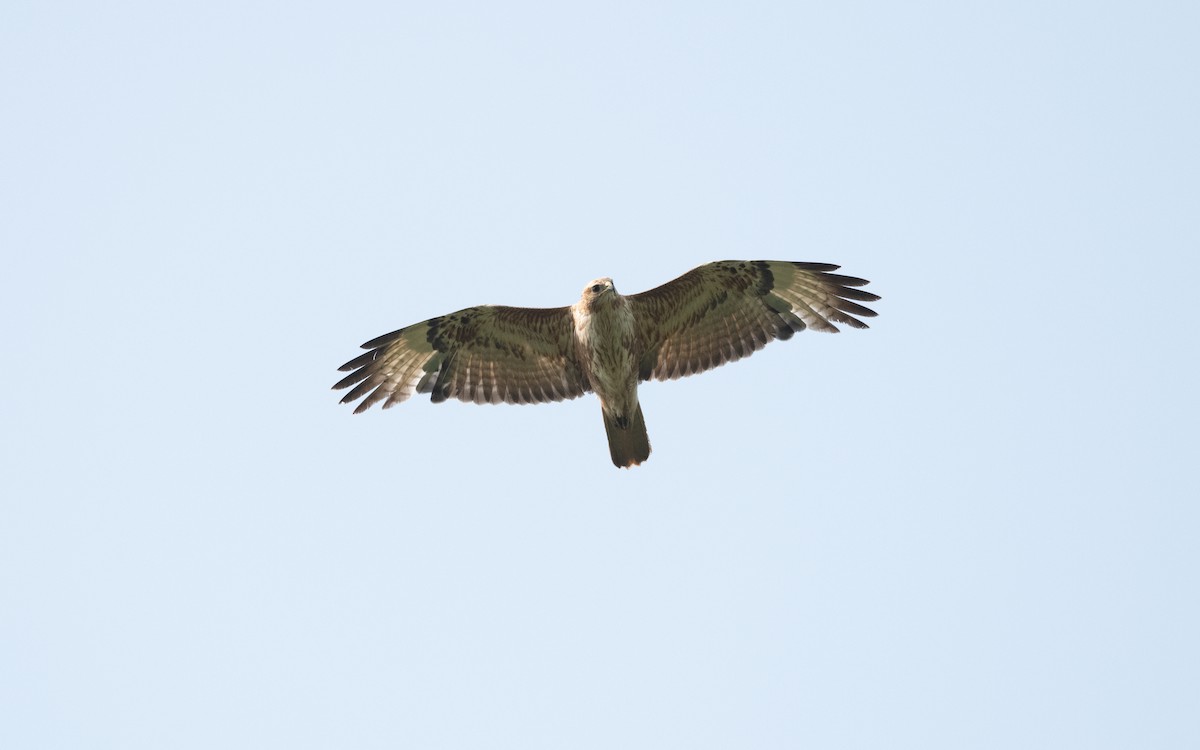 Buse variable - ML647008347