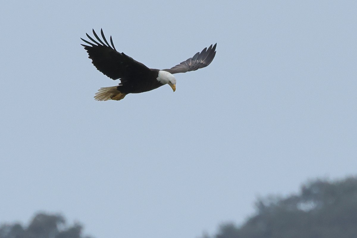 Bald Eagle - ML647008348