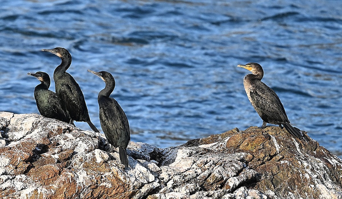 ミミヒメウ - ML647008361