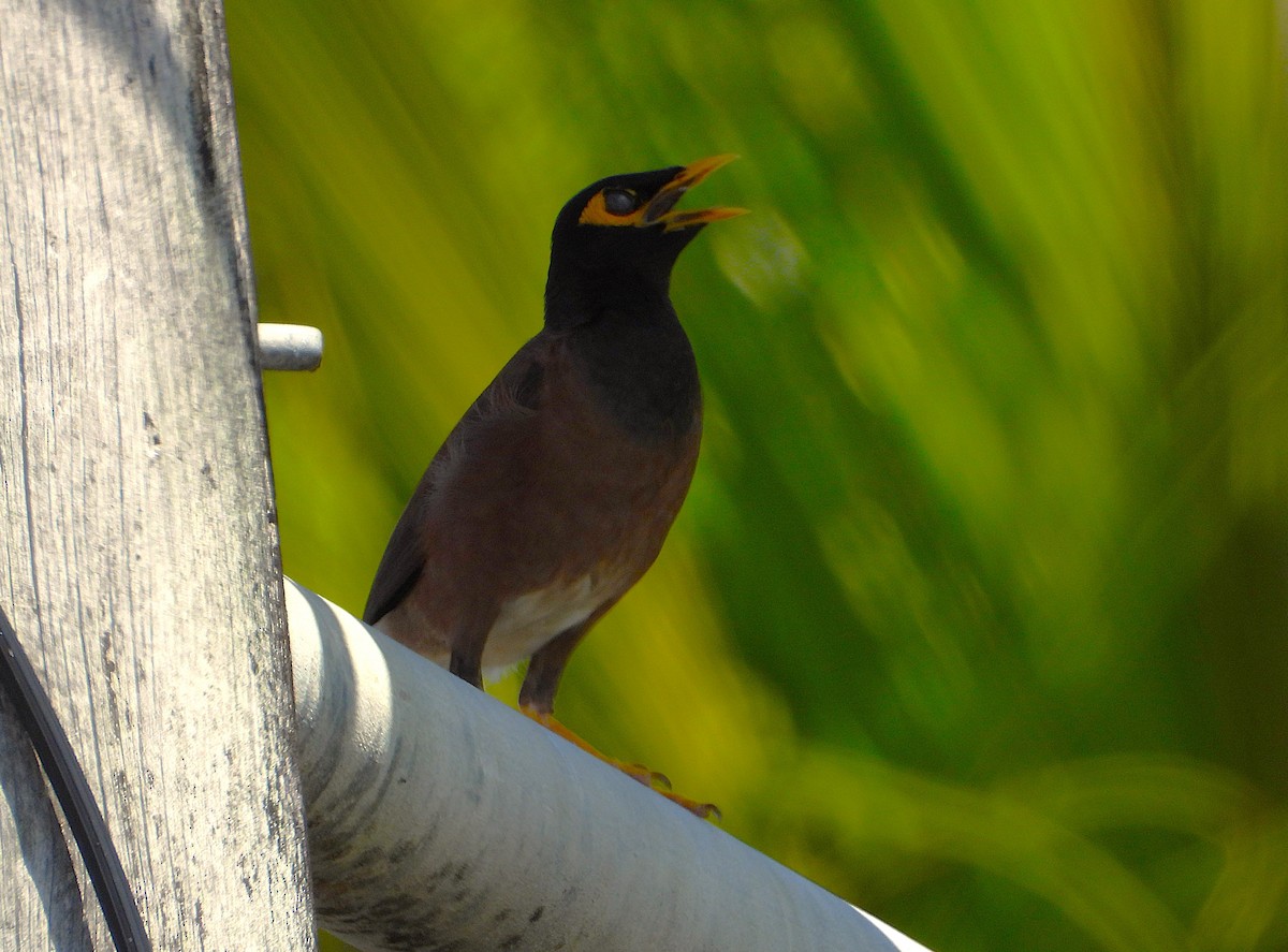 家八哥 - ML647008362