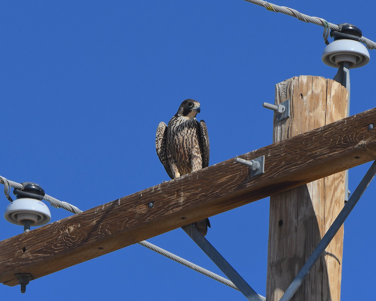 sokol stěhovavý - ML647008364