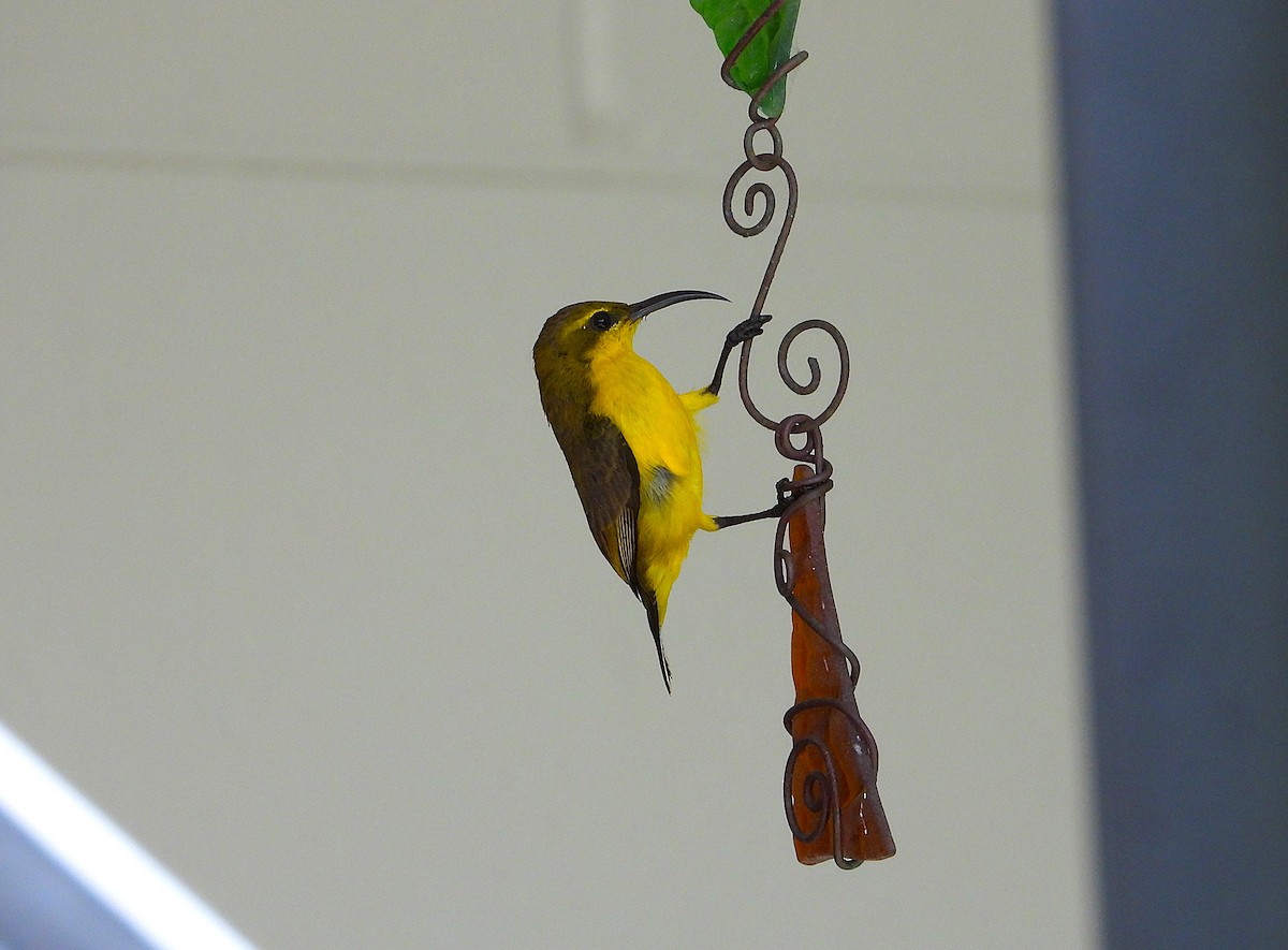 Sahul Sunbird - ML647008367