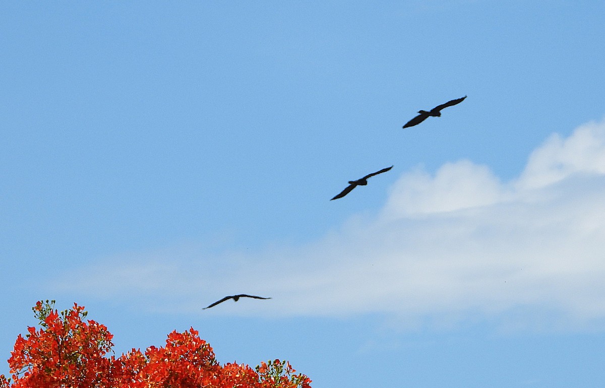 kakadu havraní - ML647008381