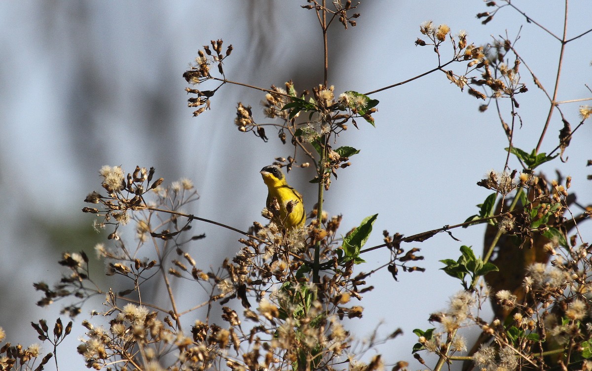 Brasiliengelbkehlchen - ML647008383