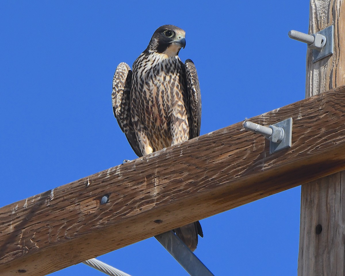 sokol stěhovavý - ML647008387