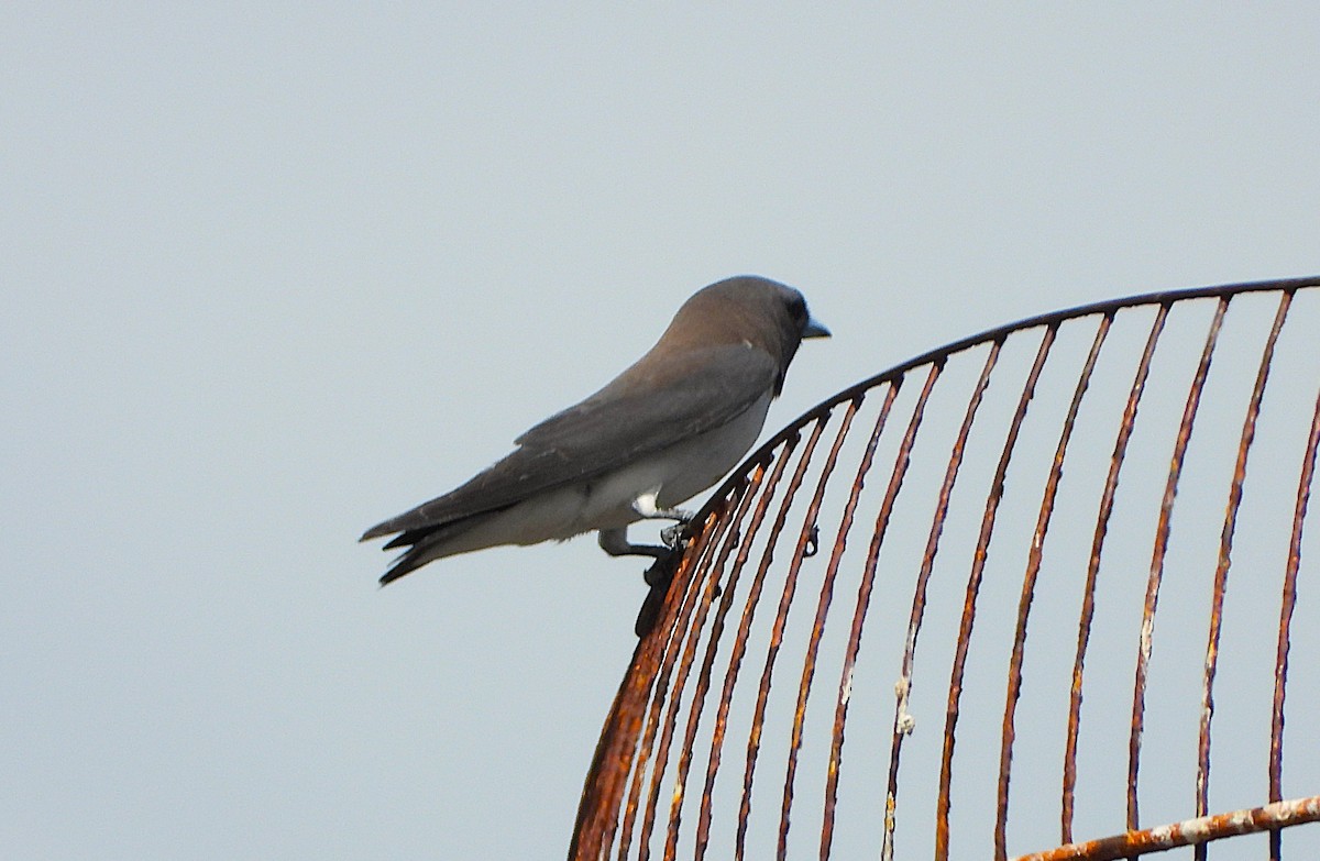 White-breasted Woodswallow - ML647008396