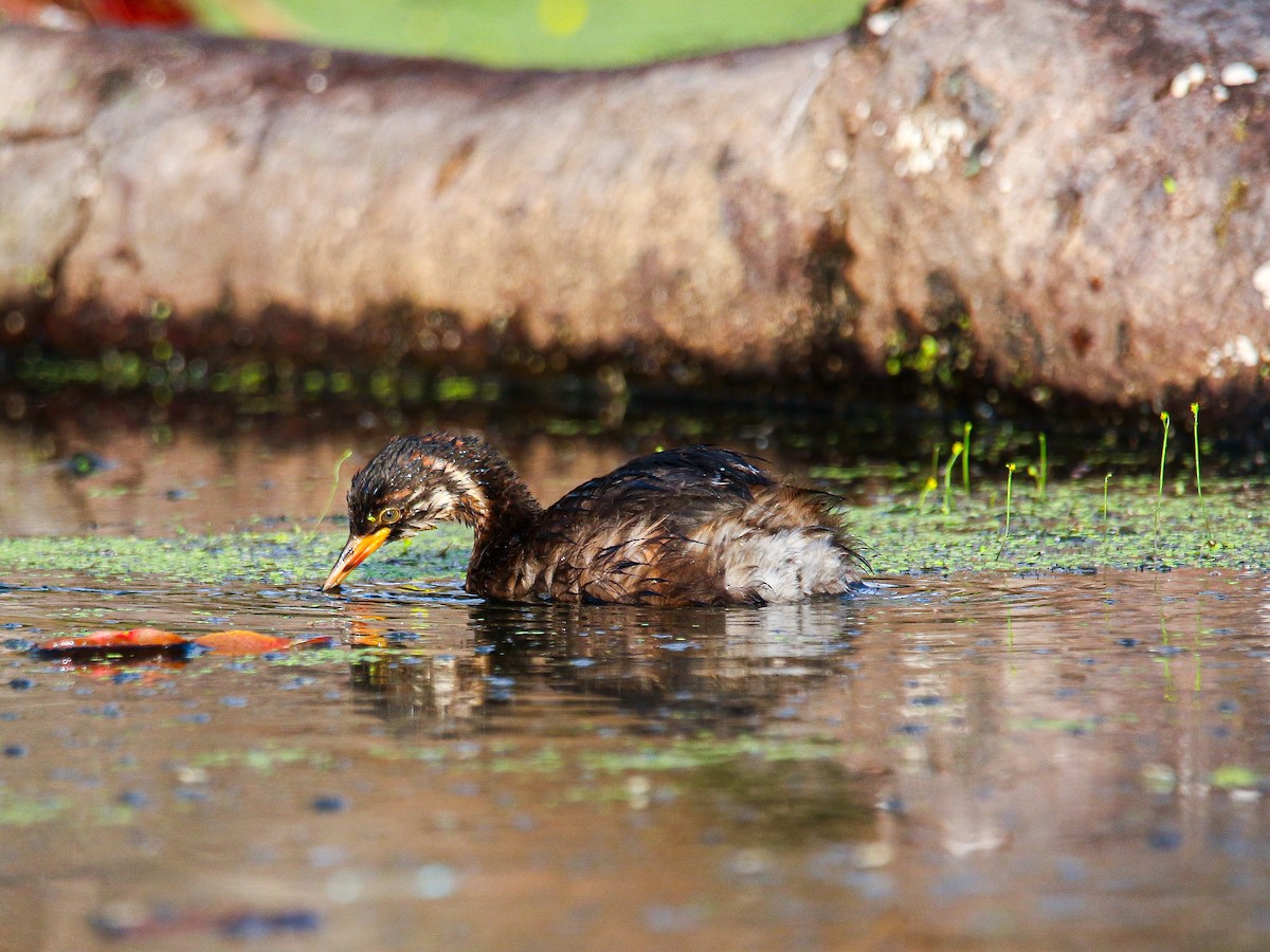 Little Grebe - ML647008399