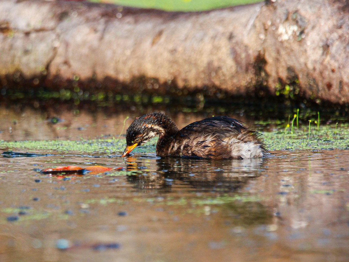 Little Grebe - ML647008400