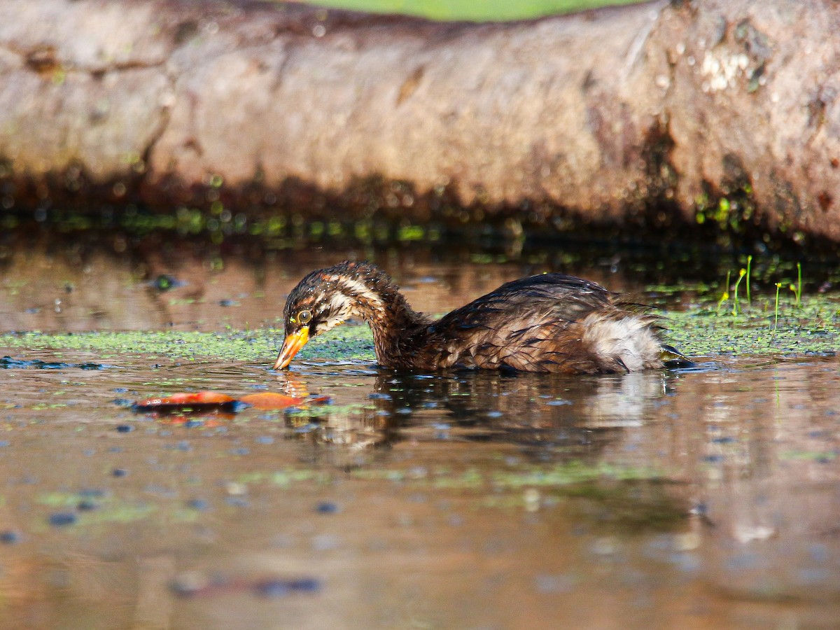 Little Grebe - ML647008401