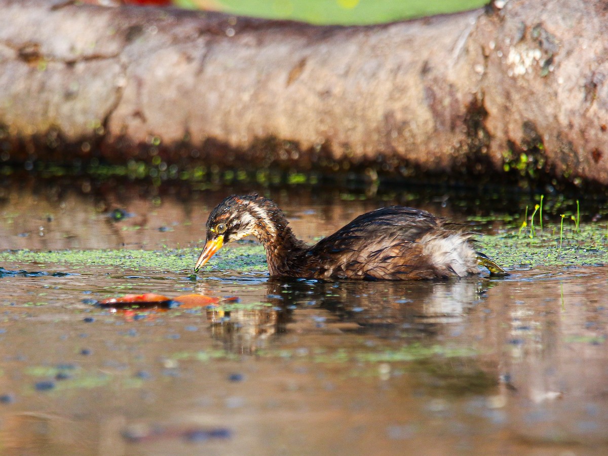 Little Grebe - ML647008402