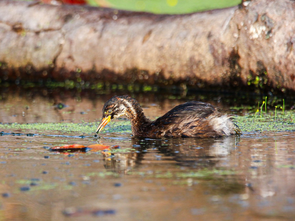 Little Grebe - ML647008403