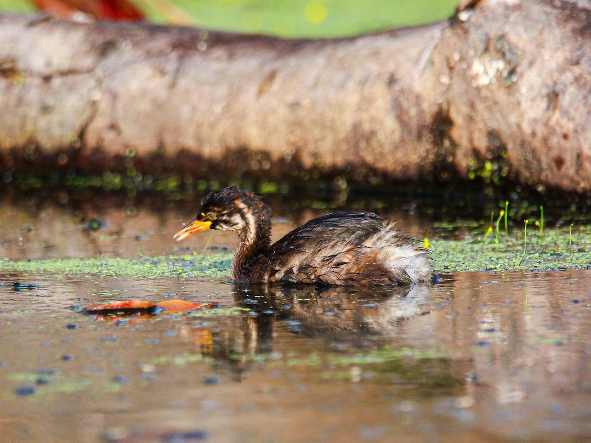 Little Grebe - ML647008404