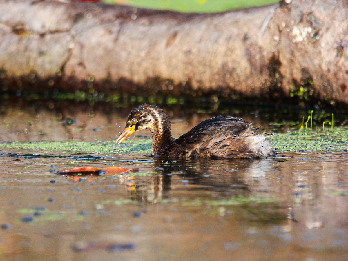 Little Grebe - ML647008405