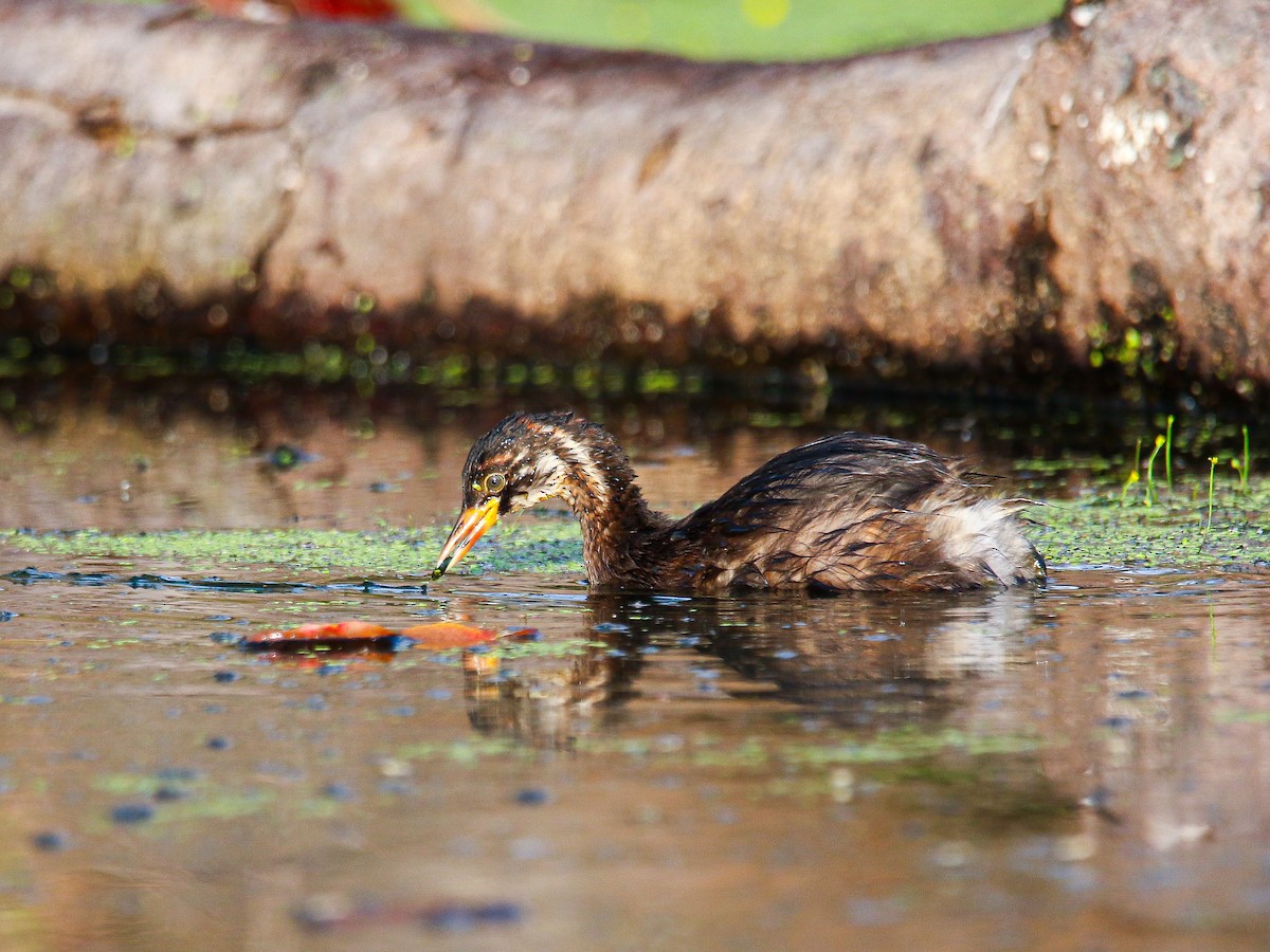 Little Grebe - ML647008406