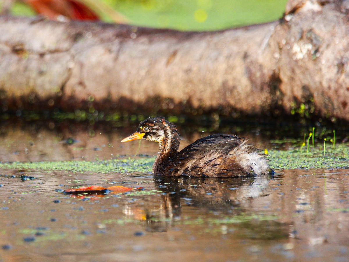 Little Grebe - ML647008407