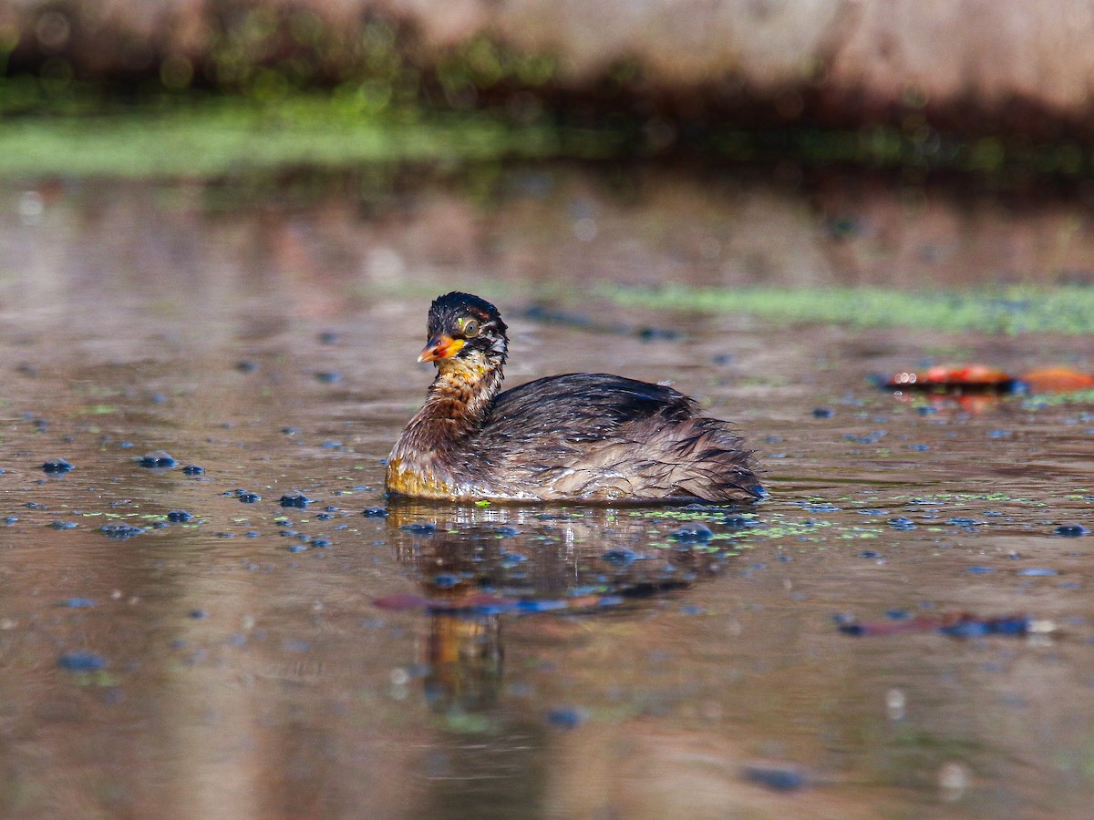 Little Grebe - ML647008408