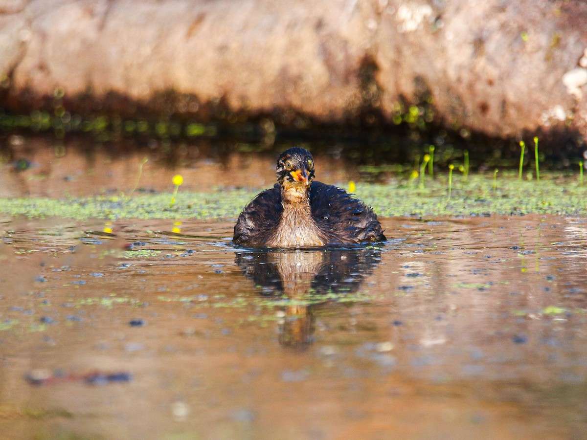 Little Grebe - ML647008409