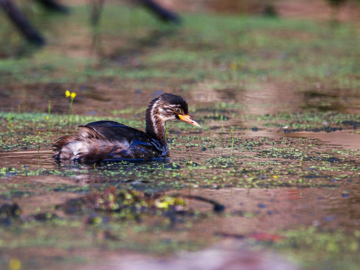 Little Grebe - ML647008410